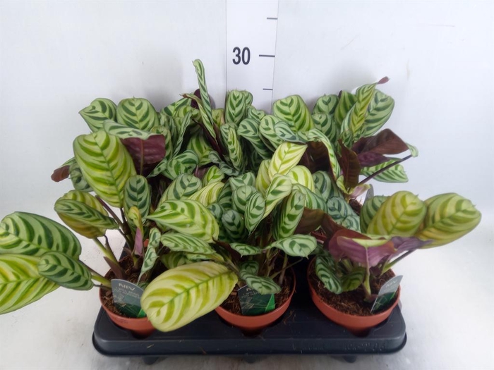 Ctenanthe burle-marxii