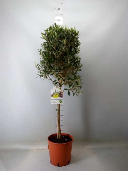 <h4>Olea europaea</h4>