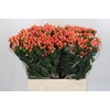 Hypericum Magical Royal Princess