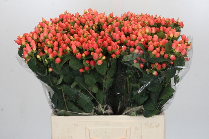 Hypericum Magical Royal Princess