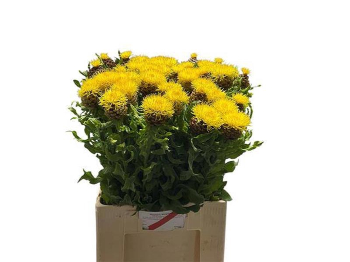 <h4>Centaurea Macrocephala Welgelegen</h4>