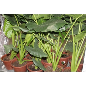 ALOCASIA MACRORRHIZOS P24