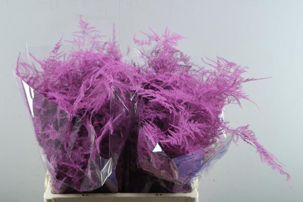 <h4>Asp Middel Getopt Cerise</h4>