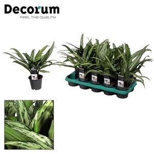 Aglaonema Cutlass (Decorum)