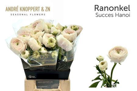 <h4>Ran Su Hanoi Ex!</h4>