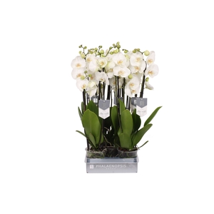 Phalaenopsis White World