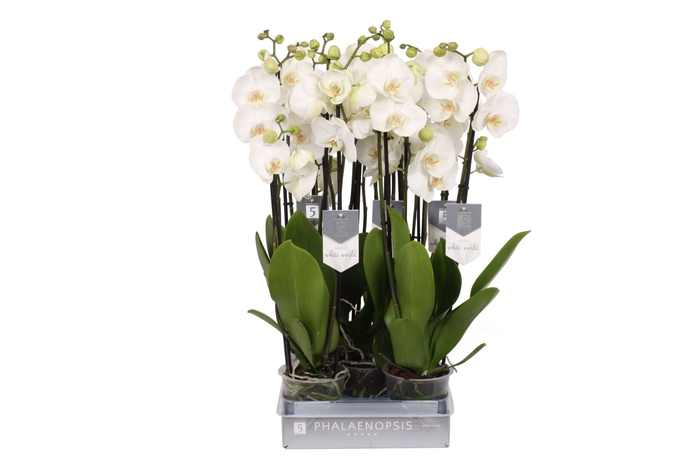 <h4>Phalaenopsis White World</h4>