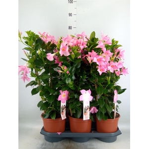 Mandevilla sand. 'SumStar Pink Mag'