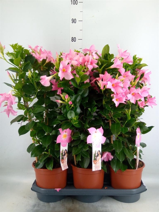 <h4>Mandevilla sand. 'SumStar Pink Mag'</h4>