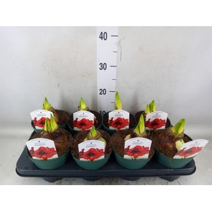 Hippeastrum DI 'Amorita Danu'