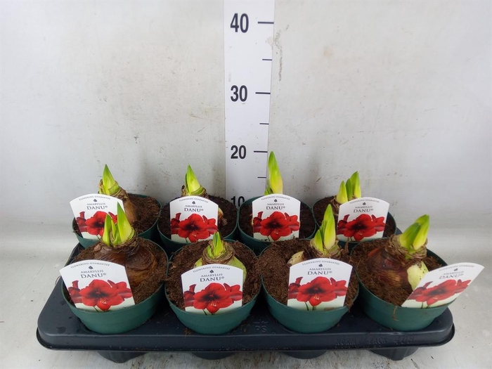 <h4>Hippeastrum DI 'Amorita Danu'</h4>