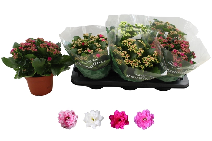 <h4>KAL GE RO GEM 4 KL</h4>