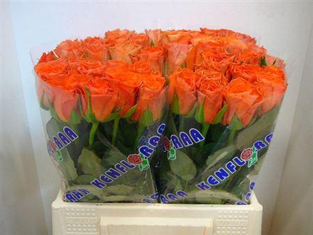 <h4>R Gr Orange Wave</h4>