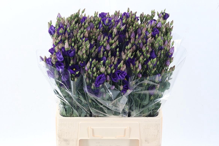 <h4>Eus E Picco Violet</h4>