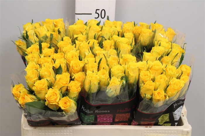 <h4>R Gr Jackpot+</h4>