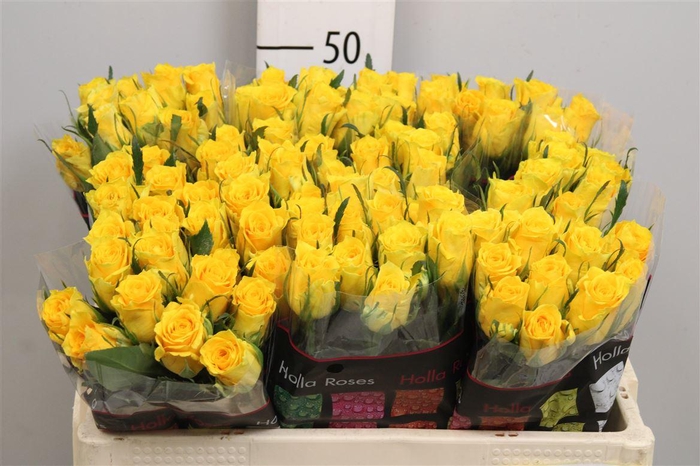 <h4>R Gr Jackpot+</h4>