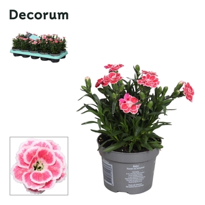 Dianthus - 10,5 cm - Oscar White and Red - Decorum