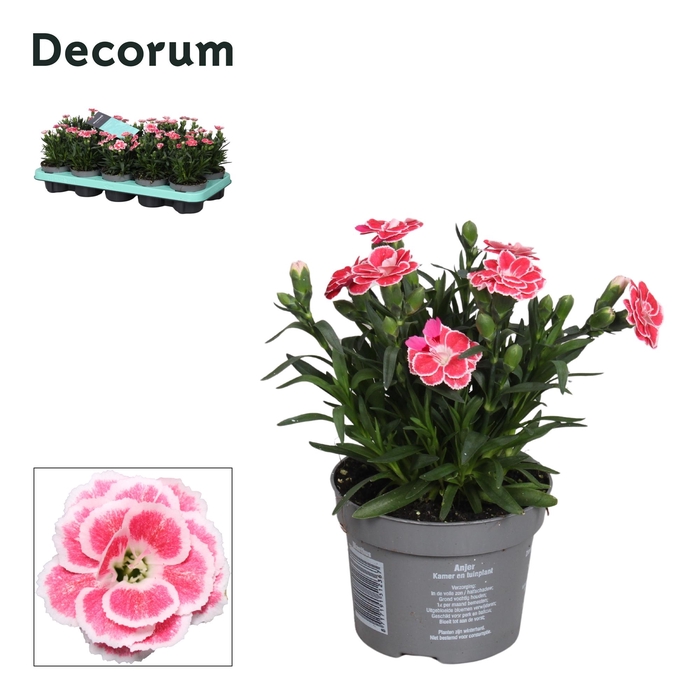 <h4>Dianthus - 10,5 cm - Oscar White and Red - Decorum</h4>