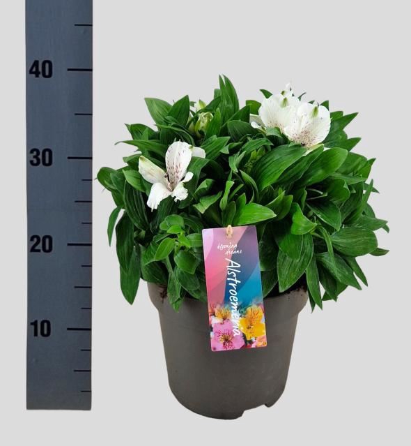 <h4>Alstroemeria  'Intic Magic White'</h4>