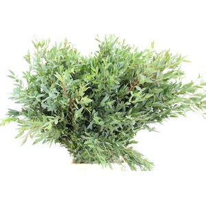 EUC PARVIFOLIA