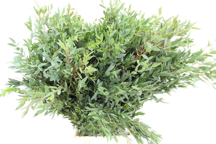<h4>EUC PARVIFOLIA</h4>