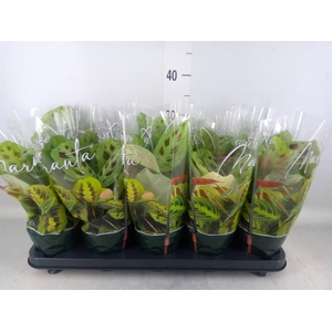 Maranta leuc. 'Fiesta'