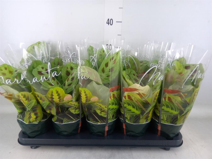 <h4>Maranta leuc. 'Fiesta'</h4>