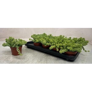 SEDUM BURRITO