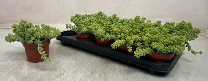 <h4>SEDUM BURRITO</h4>