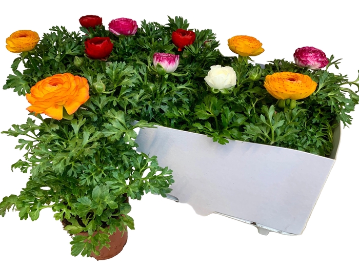 <h4>Ranun Sprink Gem</h4>