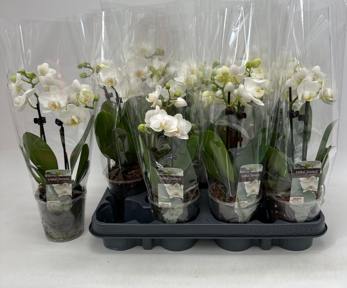 <h4>PHAL OV WIT</h4>