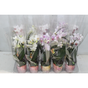 PHALAENOPSIS P09 2 HT TRABALHADA