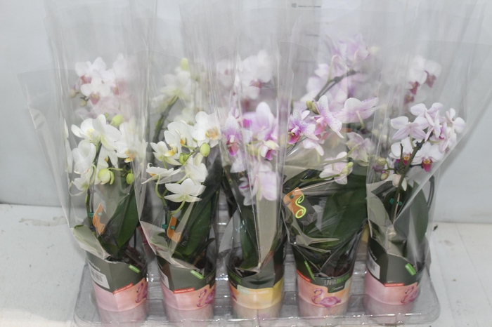 <h4>PHALAENOPSIS P09 2 HT TRABALHADA</h4>