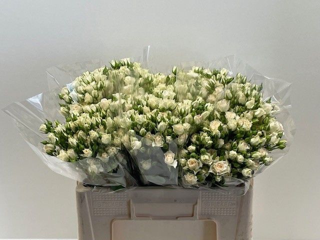 <h4>R TR CREAM GRACIA</h4>