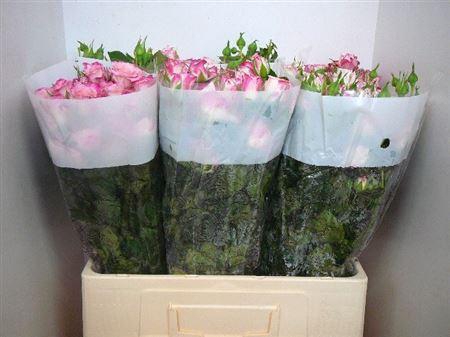 <h4>R Tr Reflex</h4>