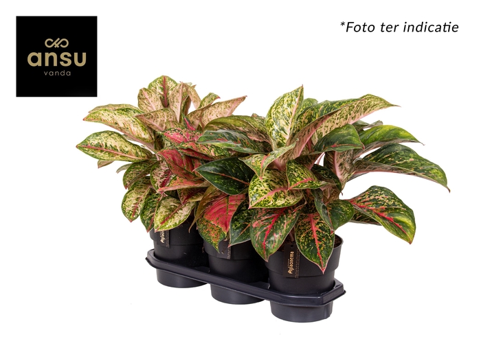 Aglaonema Gemengd