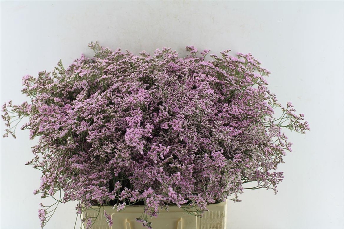 <h4>Lim Saf Oshi Pink</h4>