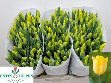 <h4>Tu En Strong Gold</h4>