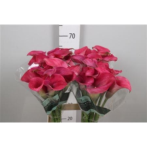 Zant Capt Romance