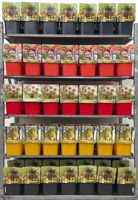 <h4>Fritillaria</h4>