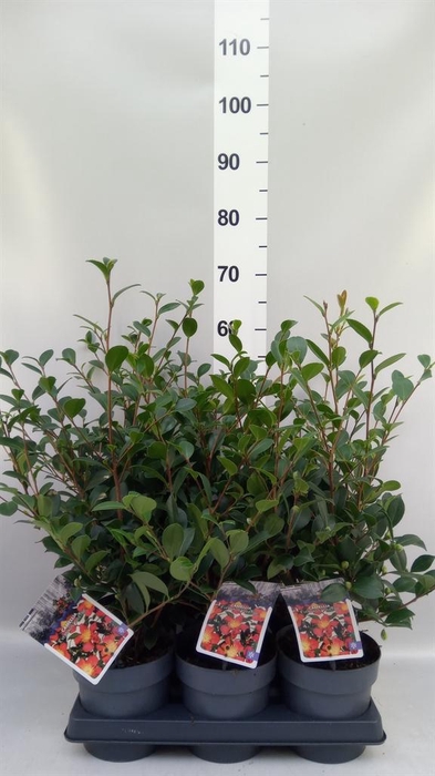 Camellia japonica