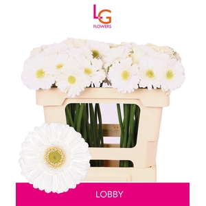Ge Mi Lobby Hoes - Fust 996