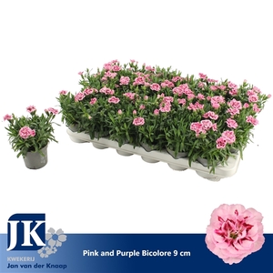 Dianthus Pink Purple Bicolor P 9