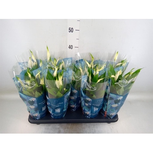 Spathiphyllum  'Bellini'