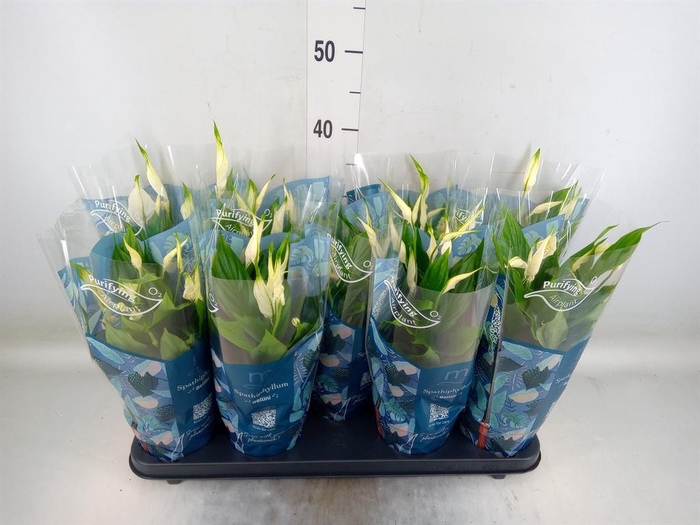 <h4>Spathiphyllum  'Bellini'</h4>