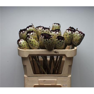 Protea Barb Niobe No Leaves