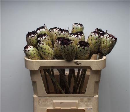 <h4>Protea Barb Niobe No Leaves</h4>