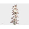 Cymbidium NO 60 60 cm X10 Koningshof