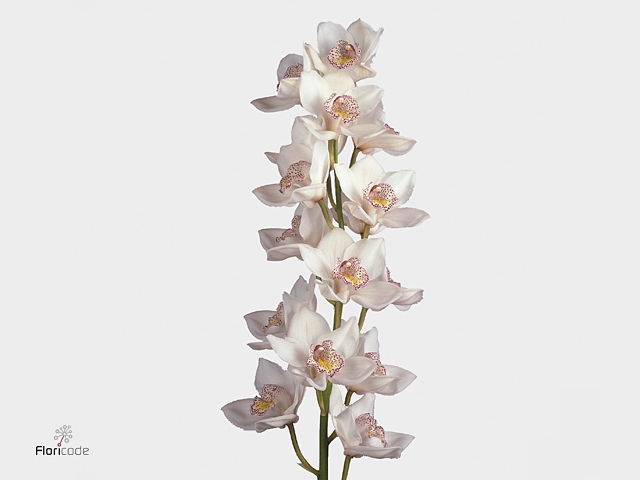 Cymbidium NO 60 60 cm X10 Koningshof