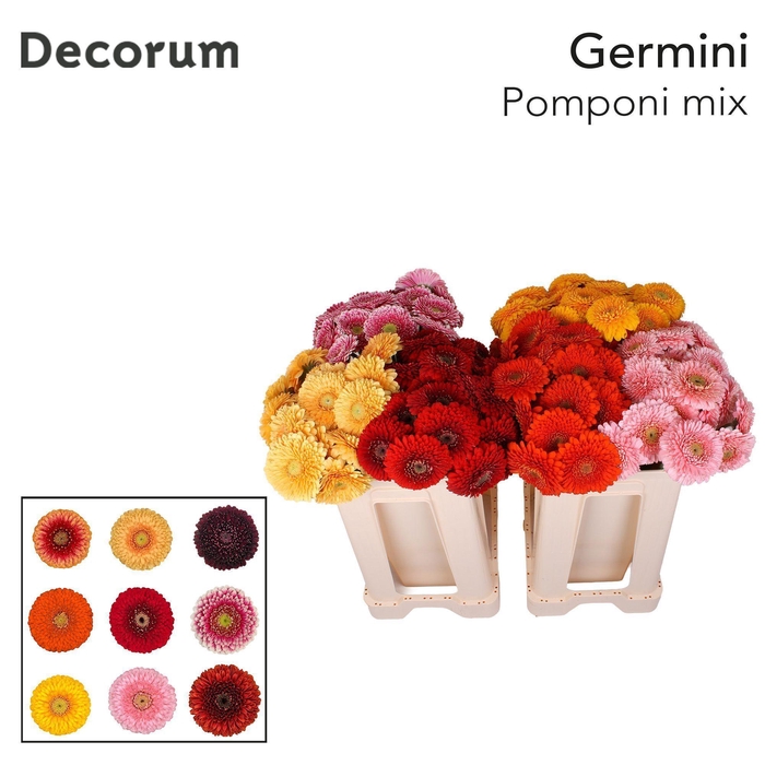 <h4>Germini Pomponi Mix 4 Kleur Water</h4>